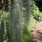 LIVE Spanish Moss~LIVE Air Plant~tons of uses! 1 Gallon Bag-LOTS