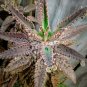 5 FAIRY GARDEN Plants Assorted Varieties in Starter Pots ~ SHIPS FREE!!!