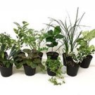 4 Assorted Plants in 2 to 5" Pots Grower's BEST; Party Favors, Gifts, Decorating etc.~  SHIPS FREE