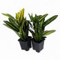 4 Assorted Plants in 2 to 5" Pots Grower's BEST; Party Favors, Gifts, Decorating etc.~ SHIPS FREE