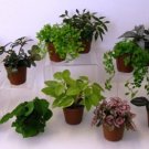 5 Assorted Live Plants in 2 to 5" Pots~ SHIPS FREE!!!