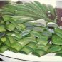 1 lb Fresh Cut Organic ALOE Leaves, Medicinal Uses, All Natural ~ SHIPS FREE!!!