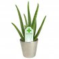1 lb Fresh Cut Organic ALOE Leaves, Medicinal Uses, All Natural ~ SHIPS FREE!!!