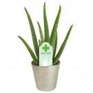 ALOE VERA 4 NICE PLANTS bare root ~ SHIPS FREE