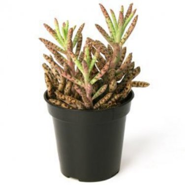 5 Frog's Leg Plants / POTTED / FREE SHIPPING