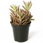 5 Frog's Leg Plants / POTTED / FREE SHIPPING