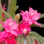5 Assorted Plants; Party Favors, GIFTS, Terrariums etc. ~ SHIPS FREE!!!