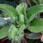 5 Assorted Plants; Party Favors, GIFTS, Terrariums etc. ~ SHIPS FREE!!!