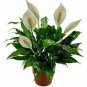 5 Assorted Plants; Party Favors, GIFTS, Terrariums etc. ~ SHIPS FREE!!!