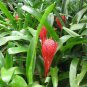 5 Assorted LIVE Potted Plants