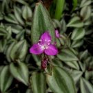 4 Assorted LIVE Potted Plants