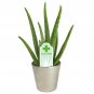 4 Assorted LIVE Potted Plants