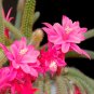 4 Assorted LIVE Potted Plants