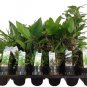 6 Assorted Plants; Party Favors, GIFTS, Terrariums etc. ~ SHIPS FREE!!!