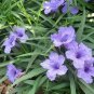 6 Assorted Plants; Party Favors, GIFTS, Terrariums etc. ~ SHIPS FREE!!!