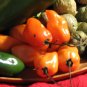 Habanero Chili Salsa Packet
