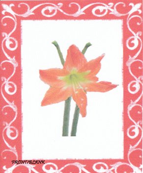 CHRISTMAS-FLOWER