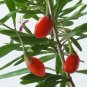 1000+ Himalayan USDA Organic Goji Berry Seeds