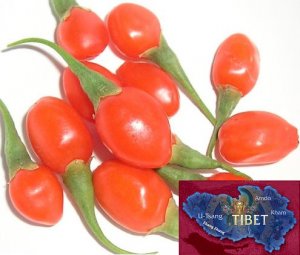 500+ Tibetan Grown Organic Goji Berry Seeds Wolfberry