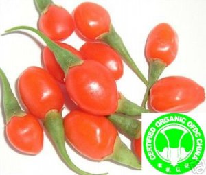1000+ OFDC Certified Organic Goji Berry Seeds