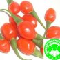 1000+ OFDC Certified Organic Goji Berry Seeds