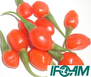 1000+ IFOAM Certified Organic Goji Berry Seeds
