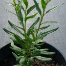 1 - Organic Goji Berry Plant [Lycium Barbarum] Live Organically Grown Goji Tree