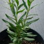 1 - Organic Goji Berry Plant [Lycium Barbarum] Live Organically Grown Goji Tree