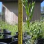 1 - Organic Goji Berry Plant [Lycium Barbarum] Live Organically Grown Goji Tree