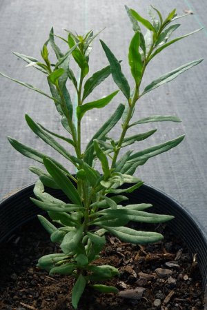 10 - Organic Goji Berry Plants [Lycium Barbarum] [10-Pack]
