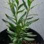 6 - Organic Goji Berry Plants [Lycium Barbarum] [6-Pack]