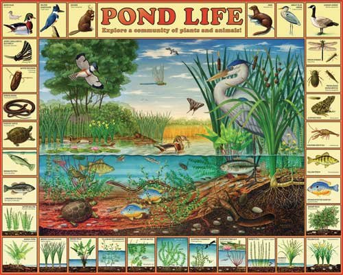 Pond Life - 1,000 piece White Mountain puzzle - for Ages 12+
