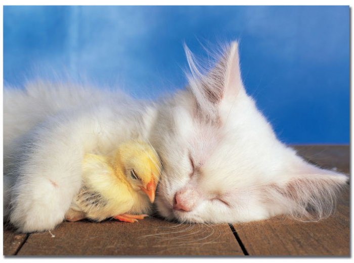 Sweet Dreams - 100 piece Educa puzzle - for Ages 6+