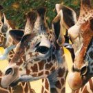 A Walk in the Sun - 500 piece SunsOut puzzle - for Ages 12+