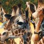 A Walk in the Sun - 500 piece SunsOut puzzle - for Ages 12+