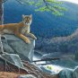 Mountain Lion Tracks - 500 piece SunsOut puzzle - for Ages 12+
