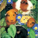Guinea Pigs - 100 piece SunsOut puzzle - for Ages 6+
