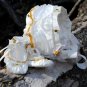 Silk and Satin Handmade Rosette Christening Baptismal Baby Blessing Gown 12 Months