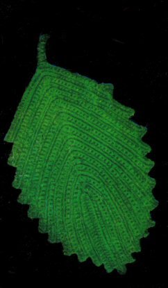 Leaf Hot Plate Pattern