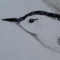 Nuthatch - Pencil Drawing