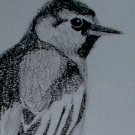 Northern Oriole - Pencil Drawing