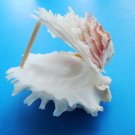 Lazarus Seashell Trinket Box decorative about 3 inches wide 1.5 in high sea shell