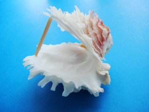 Lazarus Seashell Trinket Box decorative about 3 inches wide 1.5 in high sea shell