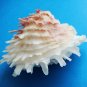 Lazarus Seashell Trinket Box decorative about 3 inches wide 1.5 in high sea shell