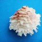 Lazarus Seashell Trinket Box decorative about 3 inches wide 1.5 in high sea shell