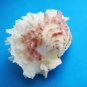 Lazarus Seashell Trinket Box decorative about 3 inches wide 1.5 in high sea shell