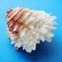 Lazarus Seashell Trinket Box decorative about 3 inches wide 1.5 in high sea shell