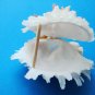 Lazarus Seashell Trinket Box decorative about 3 inches wide 1.5 in high sea shell