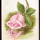 CAPITAL COFFEE Victorian Trade Card - Giant pink rose