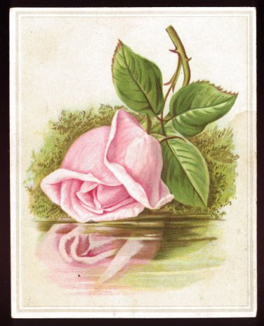CAPITAL COFFEE Victorian Trade Card - Giant pink rose